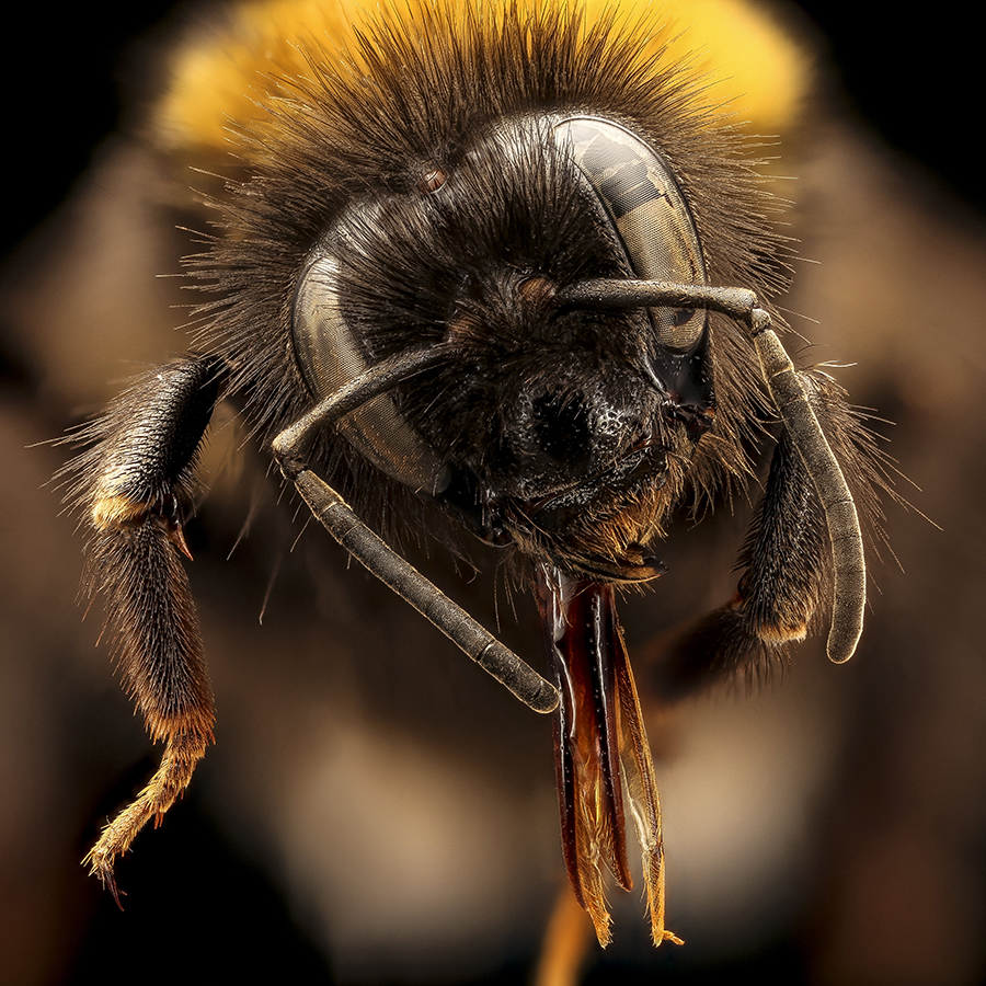 Bee