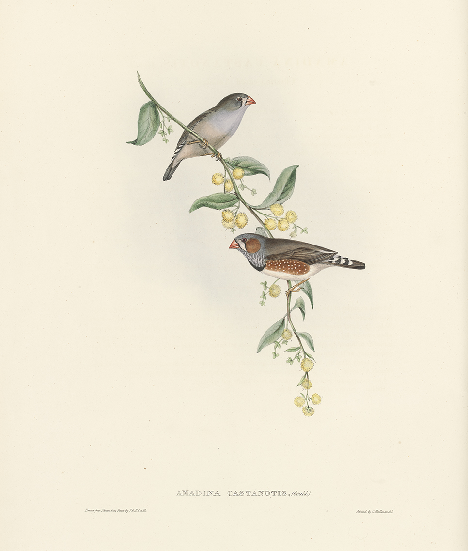 Zebra Finch