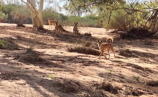 dingoes
