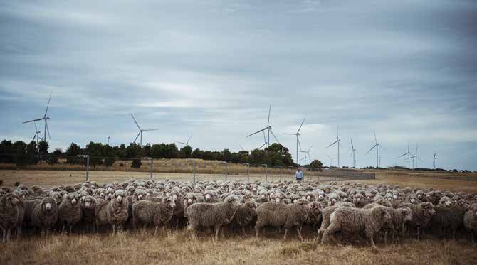 predator-proof-fence
